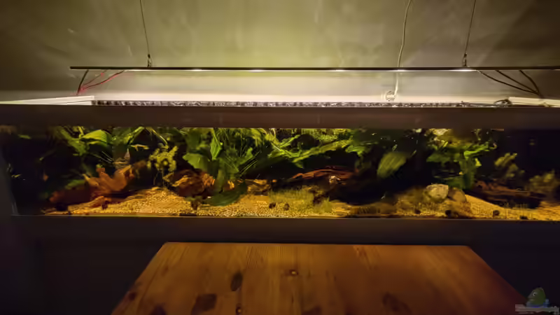 Moderne Lichtsteuerung: Abenddämmerung im Aquarium