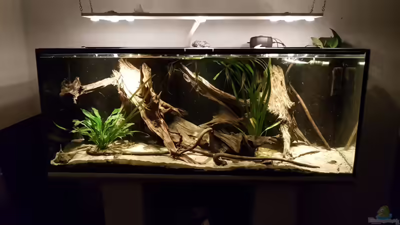 Moderne Lichtsteuerung im Aquarium - Wie smarte Technik dein Becken wirklich voranbringt