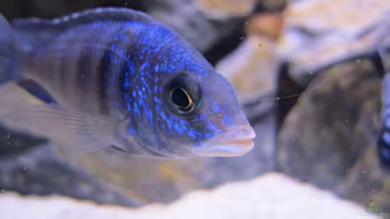 Modoka von Malawifürst (6)