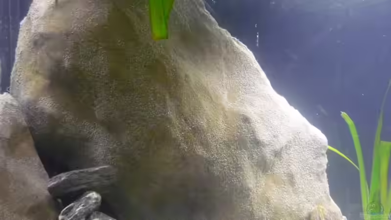 Modul links von Chris_R. (19)