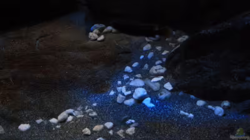 Module im Sand vergraben dazu hohl und für die Mbunas gut nutzbar,ebenfalls neu Kies in der Körnung 8-16 mm ! von Florian Bandhauer (47)
