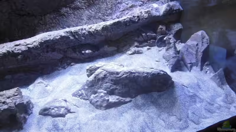 Module rechts von tomwu (17)