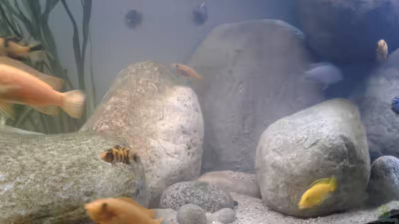 Module von Tristan (7)