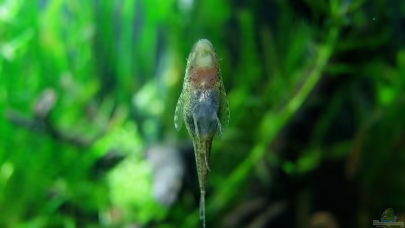 Möglicher Beibesatz: Otocinclus ´Negros´/ LG2 von Denise83 (34)