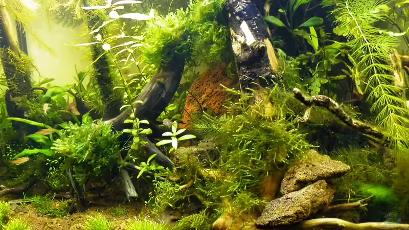 Möglichst Natur-nah - 24.05.2011 von bergfrau (35)