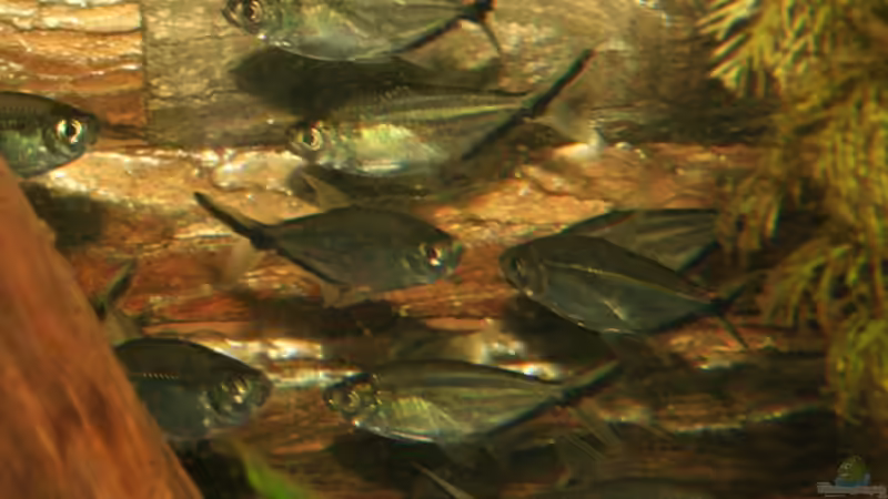 Moenkhausia costae im Aquarium halten (Einrichtungsbeispiele für Schwarzliniensalmler)