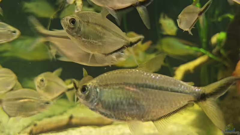 Moenkhausia costae von JonnyGranato (10)