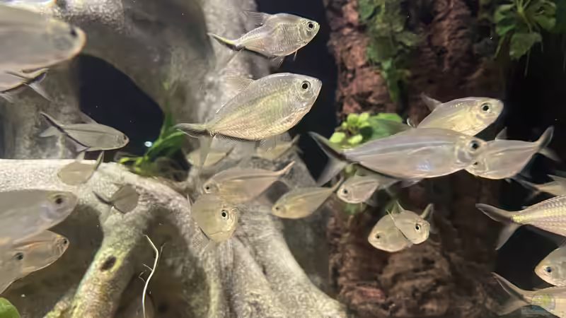 Moenkhausia costae von JonnyGranato (12)