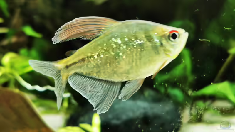 Moenkhausia pitteri  von Heike Fuchs (64)