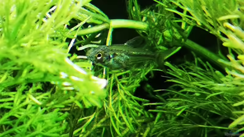 Moenkhausia pitteri (Nachwuchs)  von Heike Fuchs (81)