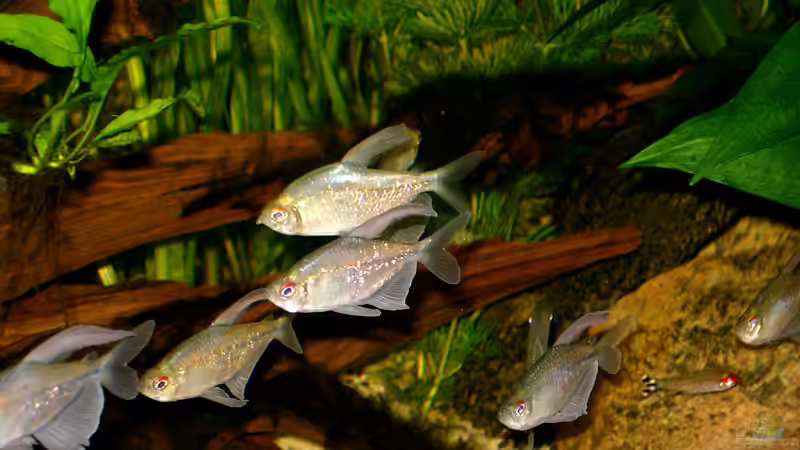 Moenkhausia pittieri - Brilliantsalmler von Piscis (26)