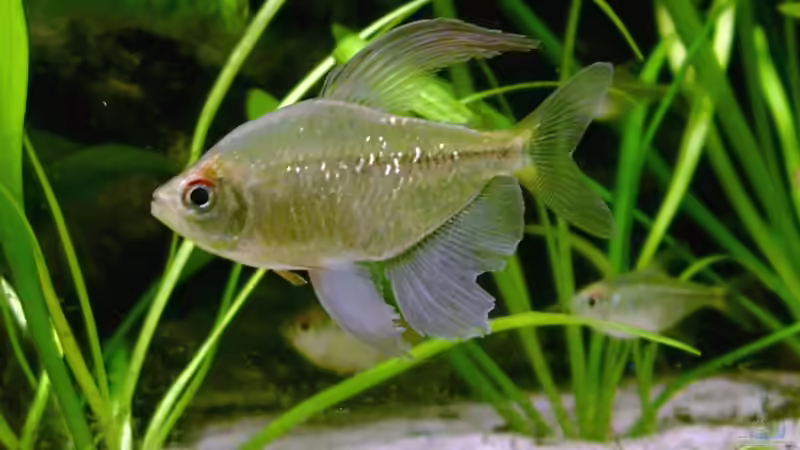 Aquarien mit Moenkhausia pittieri (Brillantsalmler)