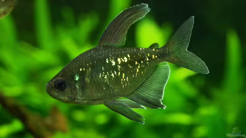 Moenkhausia pittieri von Pseudomugil (24)