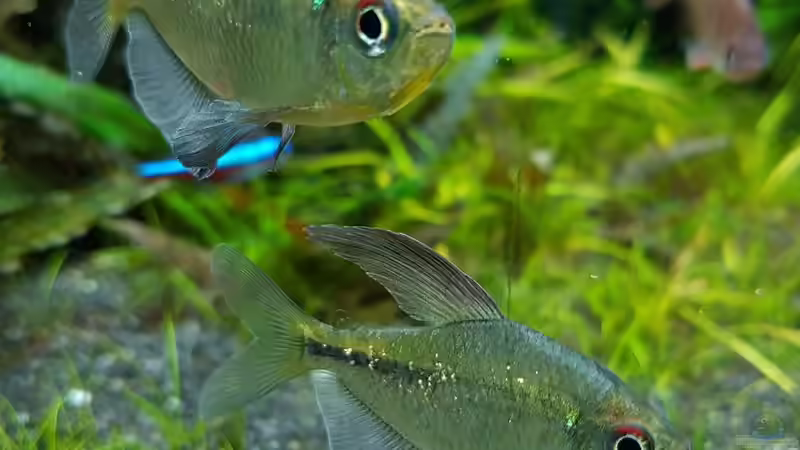 Aquarien mit Moenkhausia pittieri (Brillantsalmler)