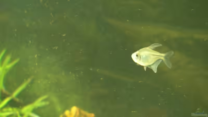 Aquarien mit Moenkhausia pittieri (Brillantsalmler)