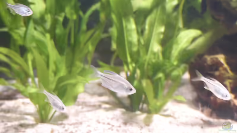 Aquarien mit Moenkhausia pittieri (Brillantsalmler)
