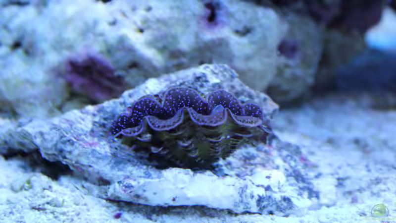 Mördermuschel (Tridacna maxima) ca. 6cm groß von Sven K. (39)