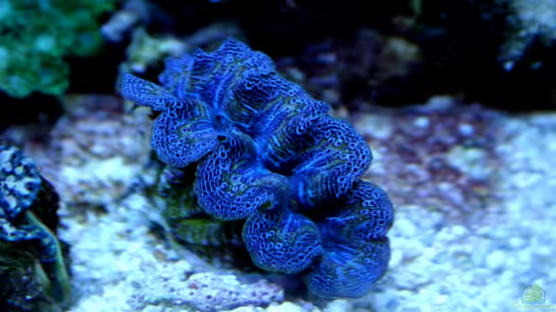 Mördermuschel von .uschi (11)