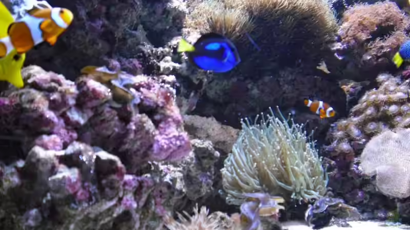 Mördermuscheln 29.03.2009 von Alper Alihsan (11)