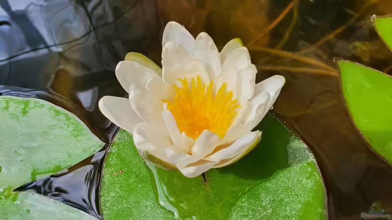 Mörtelkübel von Aqua fan (2)