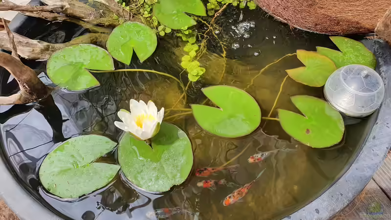 Mörtelkübel von Aqua fan (3)