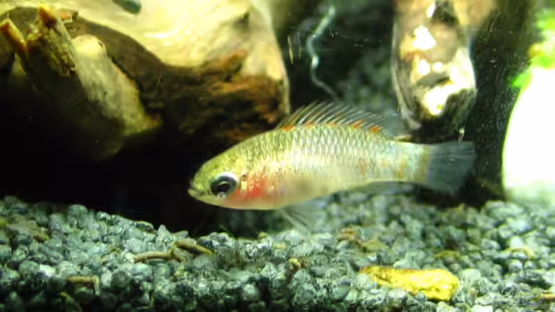 Mogelweibchen, inzwischen würde mir diese Verwechslung nicht mehr passieren von Nanu (29)