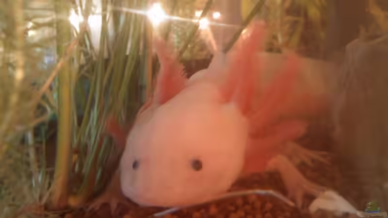 mogli von milchschnidde (2)