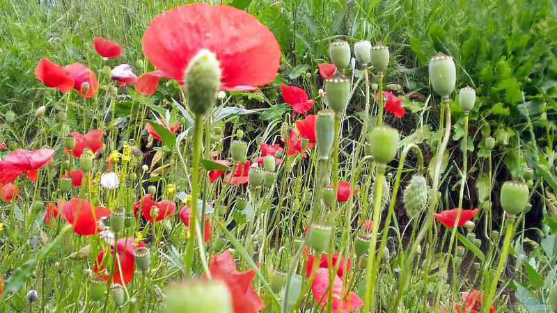 Mohnblumen - Samenstände, Rückschnitt und Vorbereitung auf das Frühjahr