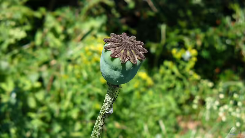 Mohnblumen - Samenstände, Rückschnitt und Vorbereitung auf das Frühjahr