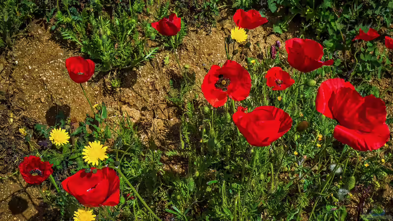 Mohnblumen - Samenstände, Rückschnitt und Vorbereitung auf das Frühjahr