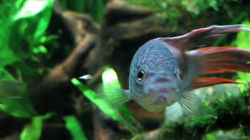 Moin Moin von Pete (11)