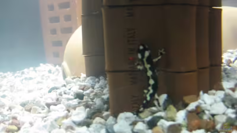 Molch befindet sich unter dem Landteil - im Hintergr. sind noch Höhle u. Ziegel von Amphibienhalterin (2)