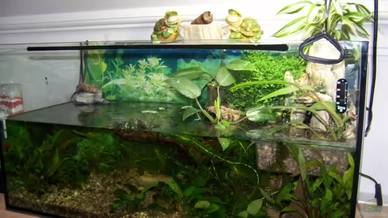 Molchbecken von Nicky (1)