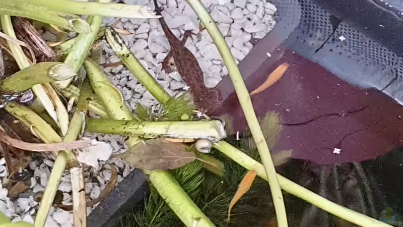 Molchbesuch im Medaka-Biotop