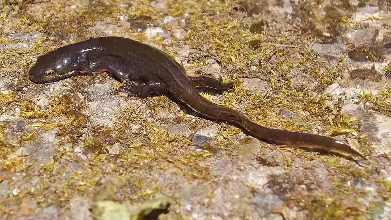 Molche im Teich - Was nun auf keinen Fall verändert werden sollte