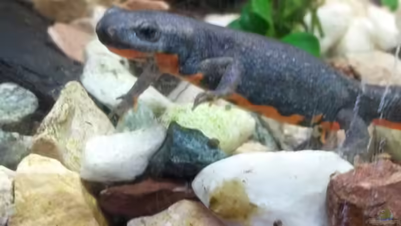 Molchkuss von Ceylon (28)