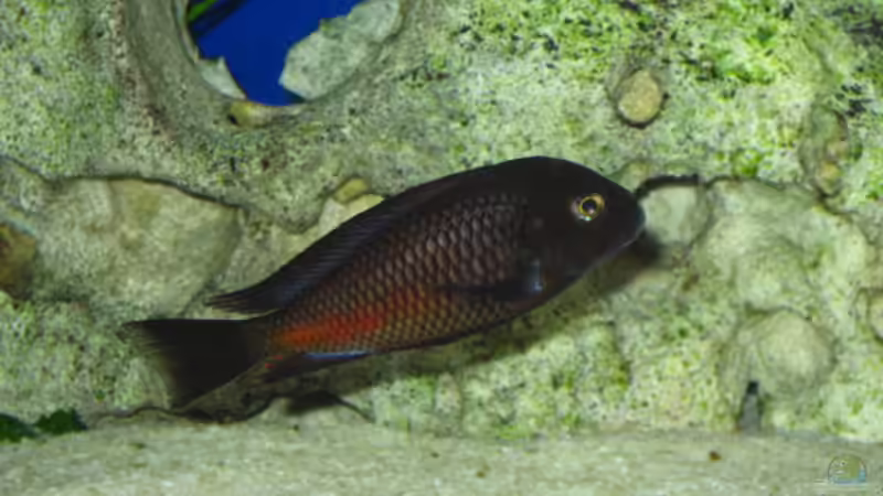 Moliro Chef im Becken von Gordon Gewiese (9)