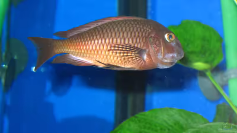 Moliro weibchen nimmts Maul ganz schön voll von Gordon Gewiese (13)