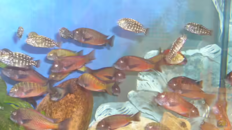 Moliros+Dubiosi von Eva Neuhaus (9)