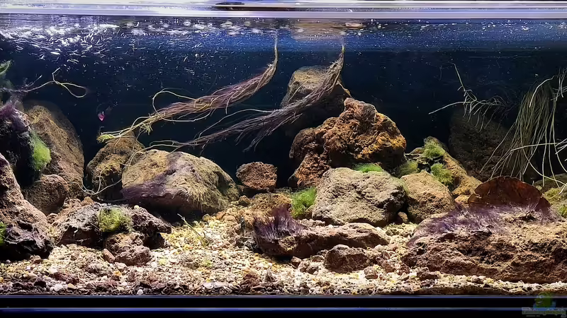 Moliwe River, Kamerun Westafrika  von Frank R. (1)