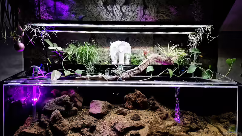 Moliwe River, Kamerun Westafrika  von Frank R. (3)