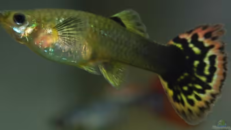 Molly 3 von uschn (6)