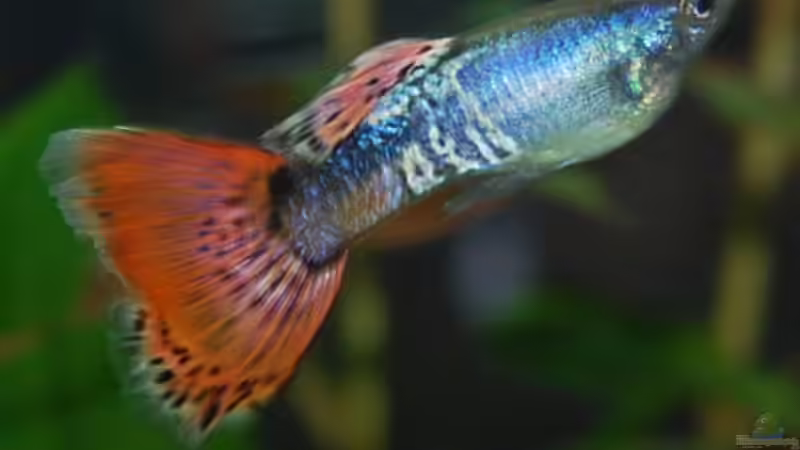 Molly 4 von uschn (7)