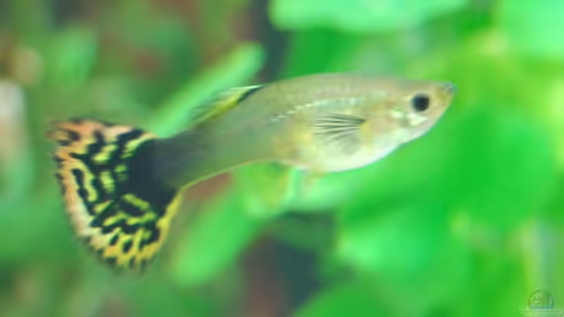 Molly 5 von uschn (8)