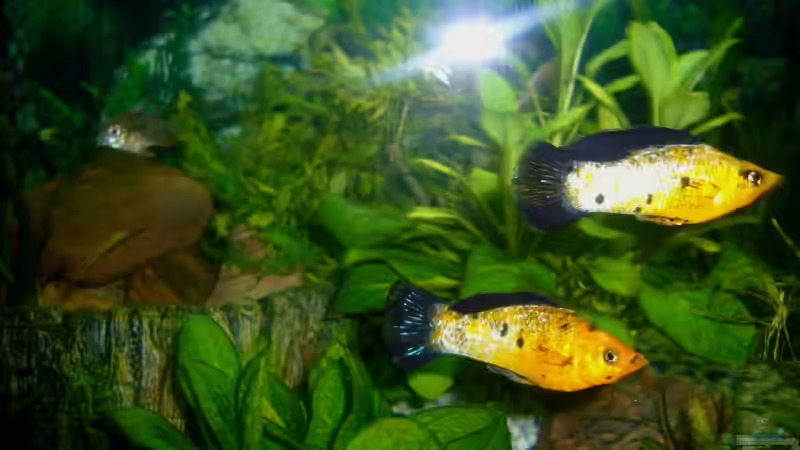 Molly Brüder von Marcel Becker (8)