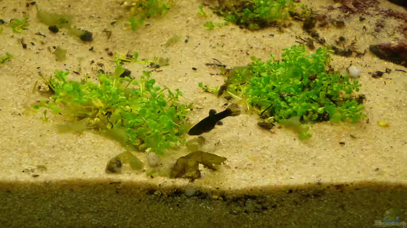 Molly-Nachwuchs von Stefan E. (24)