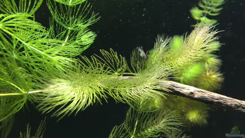 Black Mollys im Aquarium halten (Einrichtungsbeispiele für Poecilia sphenops)