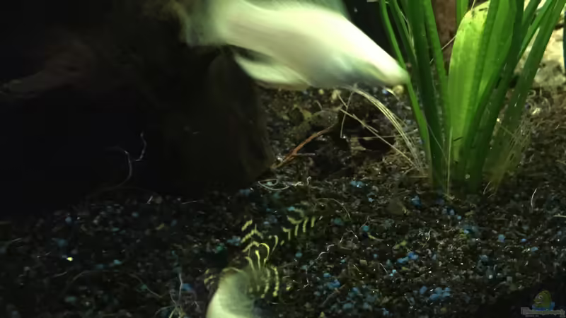 Molly und Baby L333 von Marius Stößer (69)