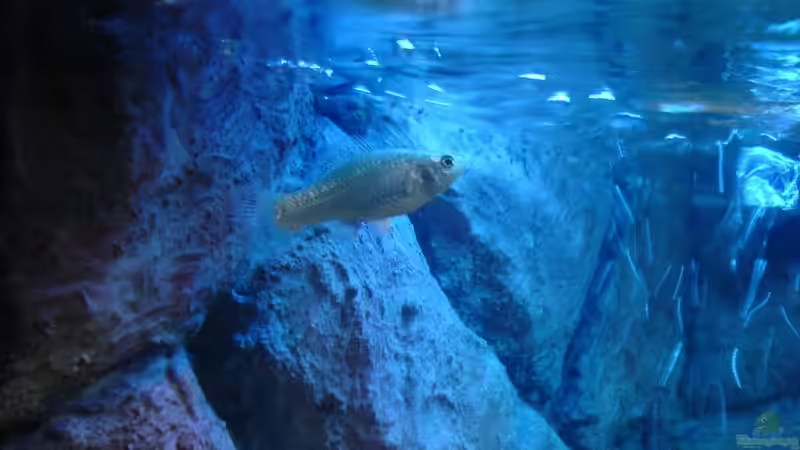 Molly (Weibchen) von Markus Gura (18)