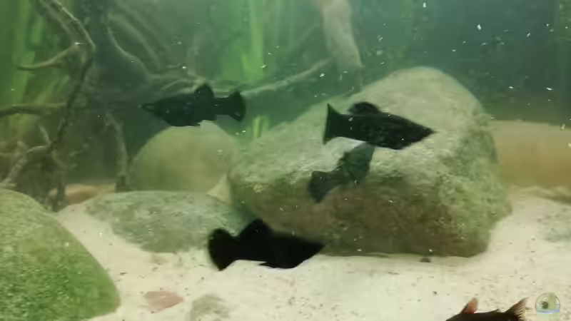 Mollys & Panzerwels von - Stephen - (29)